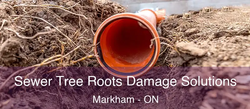  Sewer Tree Roots Damage Solutions Markham - ON